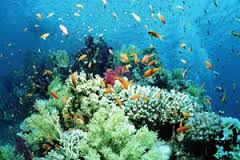 wpid images 7 Искусственные рифы спасают подводных обитателей