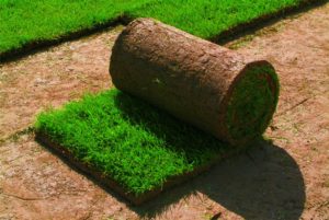 rulon 300x201 4 причины купить качественный рулонный газон в Киеве на сайте topiar.ua