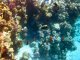 Что такое подводный мир океана